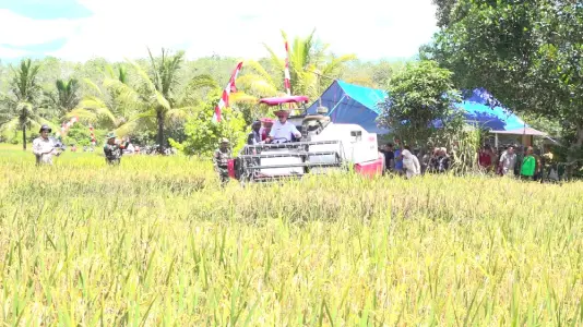 DKPPTPH Targetkan Tanam Padi di 13 Ribu Hektare Lahan Selama 2025