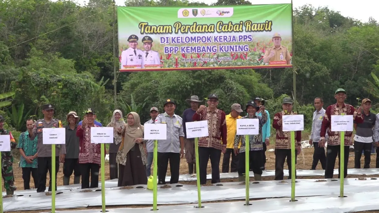 Tanam Perdana Rawit Tiung Tanjung, BPP Kembang Kuning Jadi Laboratorium Lapangan Pertanian