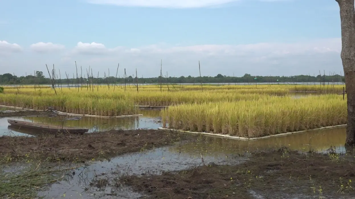 Bupati Tabalong Dukung Perluasan Padi Apung: Petani Ampukung Diminta Jadi Contoh