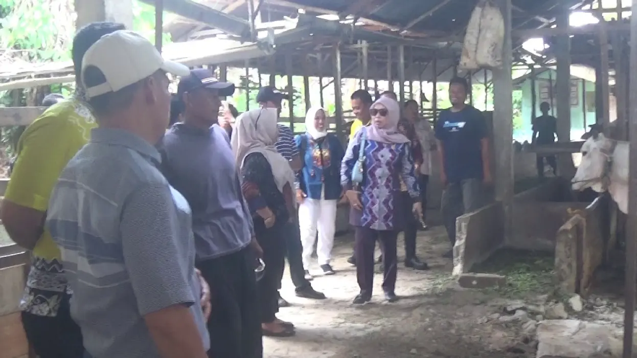 DPRD & Disbunnak Tabalong Tinjau Keberhasilan Bantuan Ternak di Kelompok Tani