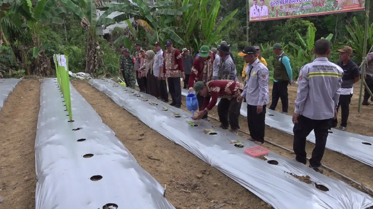 Cabai Rawit Tiung Tanjung Jadi Komoditas Strategis Tekan Inflasi & Perkuat Ketahanan Pangan