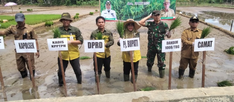 Tanam Perdana Padi di Jaro