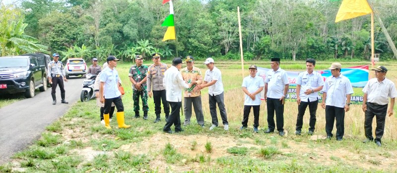 Tanam Padi di Desa Muang