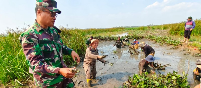 Panen Ikan Rawa (Bakucau Iwak)