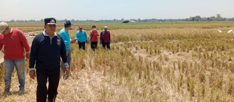 Monitoring Lokasi Rencana Panen Raya Padi di Desa Ampukung