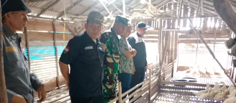 Peninjauan Hewan Ternak yang Mati Mendadak