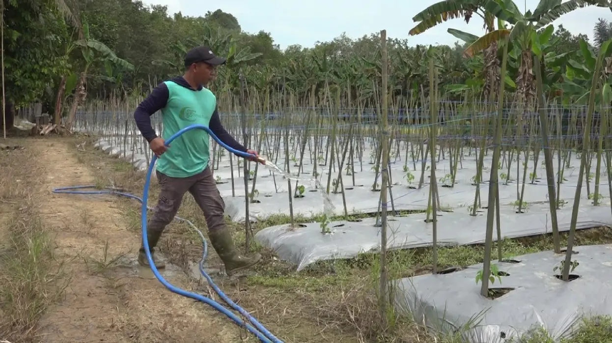 Kredit Tabalong Smart Bebas Bunga & Biaya Admin: 176 Warga Tabalong Sudah Akses Program Ini