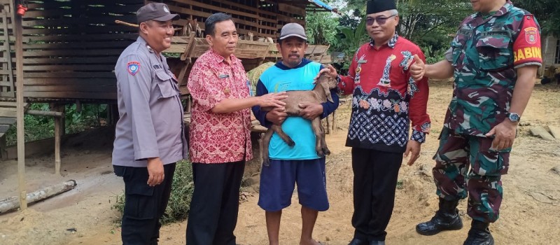 Peninjauan ternak kambing dan sapi di Desa Uwie