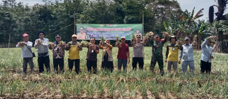 Panen Bawang Merah di Desa Uwie