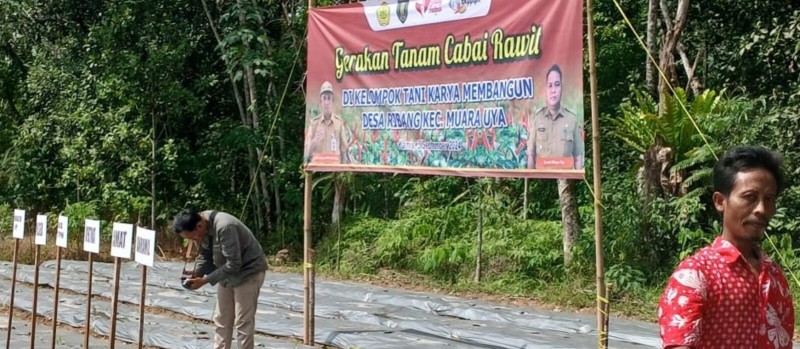 Gerakan Tanam Cabai Rawit, Kamis 5 September 2024