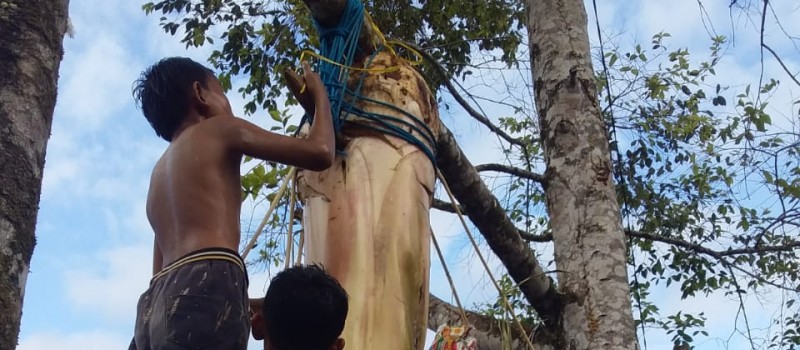 Lomba Panjat Pohon Pisang