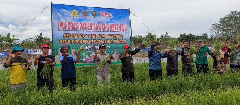 Syukuran Panen Bawang Merah Biji Di Desa Pugaan Kecamatan Pugaan