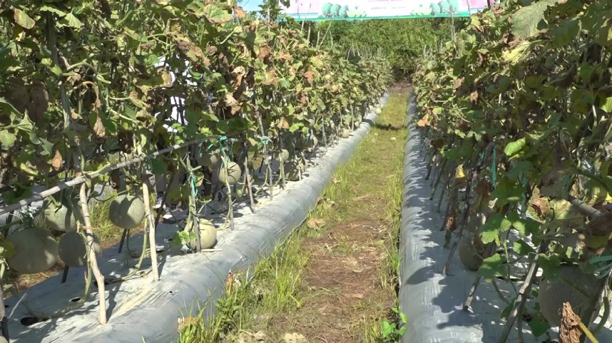 Panen 7 Ton Melon, Poktan Kadaman Desa Kapar Diharap Jadi Contoh Pemanfaatan Lahan Tidur