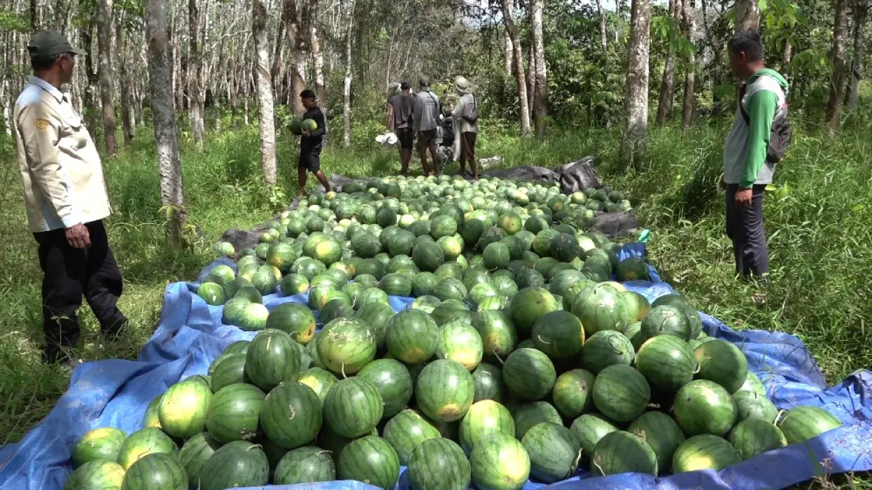 APBD hingga Dana Desa Digelontorkan untuk Dukung Budidaya Hortikultura di Haruai