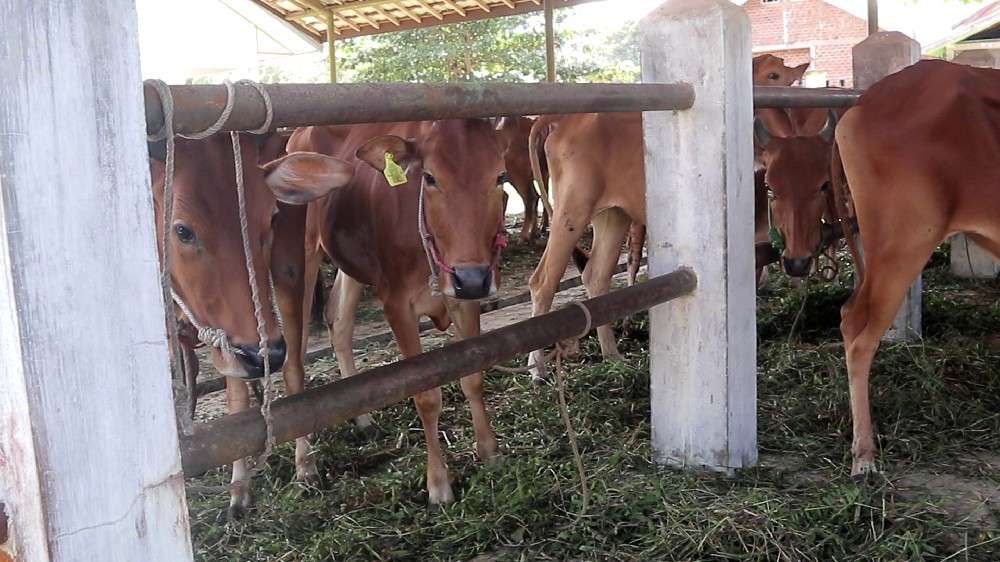 Kelompok Tani Sido Makmur Rasakan Manfaat Bantuan Sapi Dari Pemkab Tabalong 